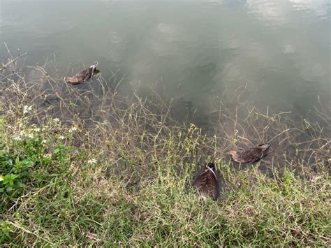 鳥類死亡處理